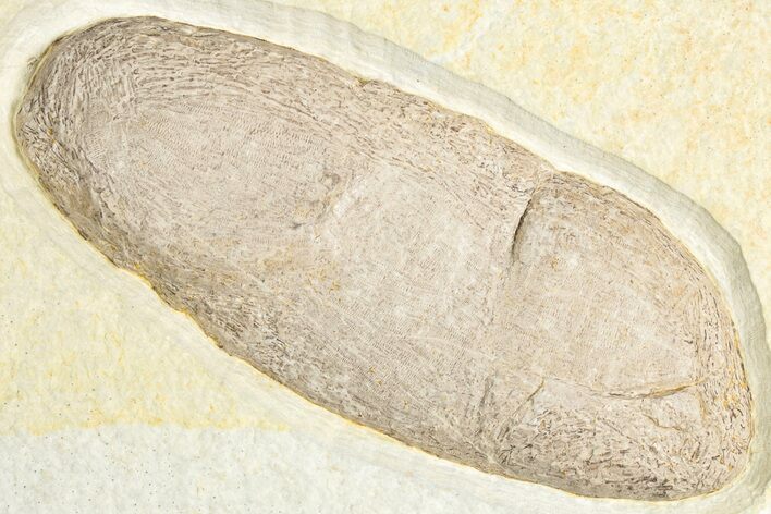 Large, Crocodile Coprolite - Green River Formation #346936